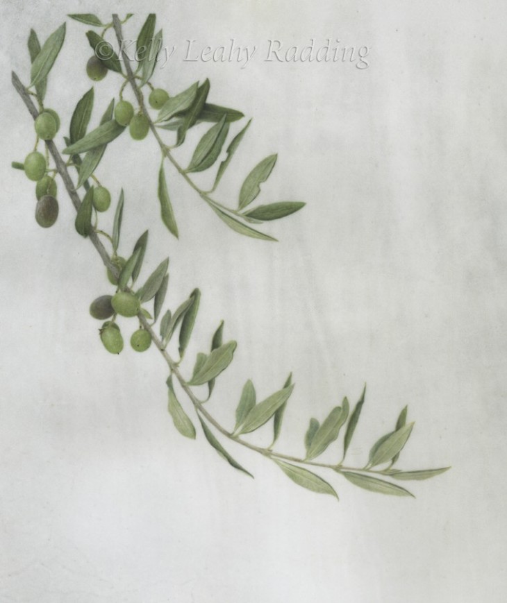 Olea europaea - Olive Branch