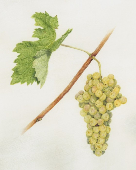 Palmerino Grapes ‘Trebbiano’